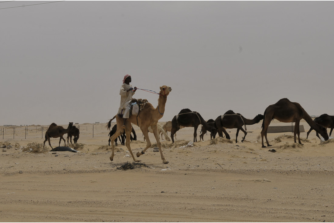 My Camels are my Asset