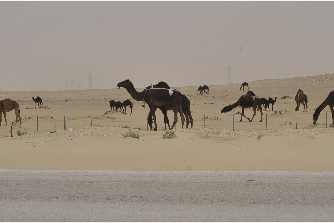 Camels along the way in Saudi Arabia 