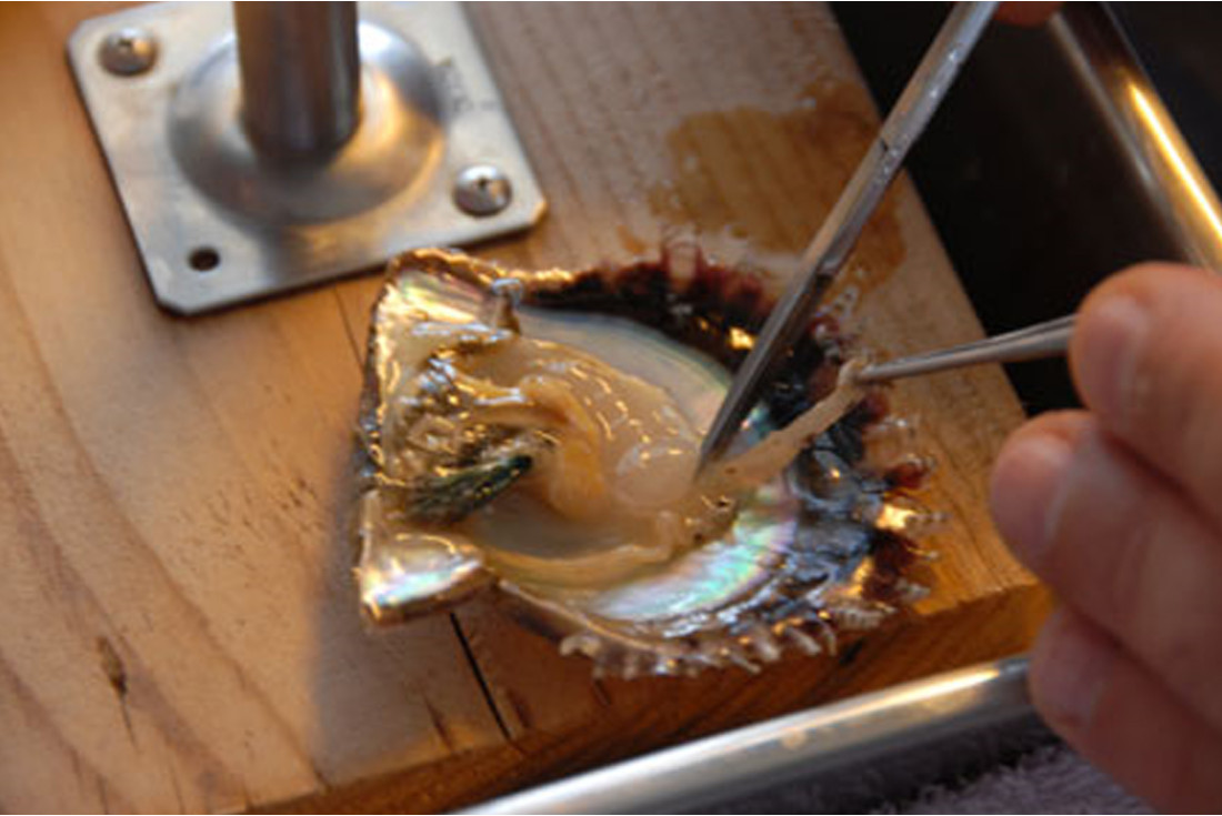 Implanting the bead into the oyster