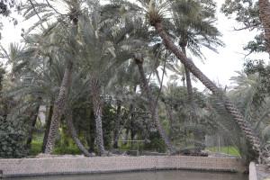 The dancing Palm Trees 