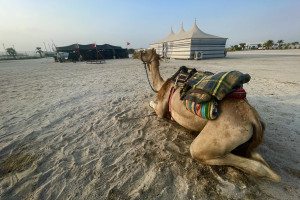 Free Camel Rides available in Hawar resort